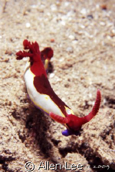 Nudi.Nikon F100,60mm,f27,1/125,YS-120*2,RVP 100F. by Allen Lee 